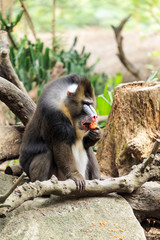 Mandrills are burly mandrills