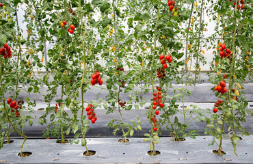 field of cherry tomato in greenhouse