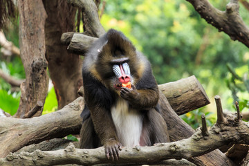 Mandrills are burly mandrills