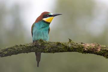 Fototapeta premium A beautiful portrait of European bee eater (Merops apiaster)