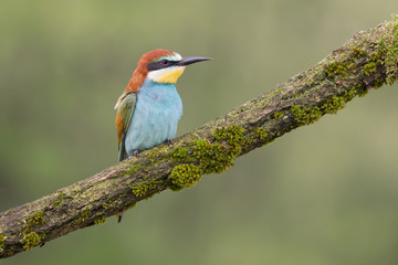 A beautiful portrait of European bee eater (Merops apiaster)