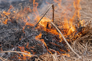 Burning dry grass in spring forest. Fire and smoke destroy all life. Soft focus, blur from fire.