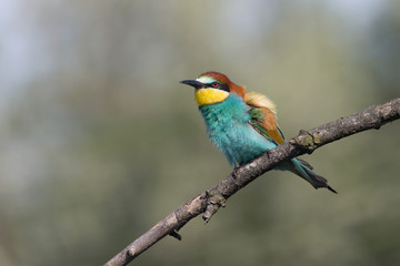 A beautiful portrait of European bee eater (Merops apiaster)