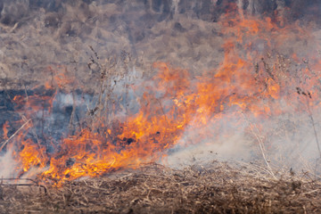 Natural disaster in spring forest: burning dry grass in meadow. Soft focus, blur from strong wildfire.