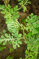 beautiful watermelon grows on the ground in the field of nature