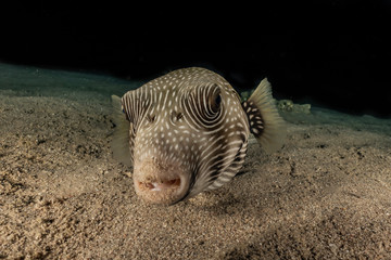 Arothron fish in the Red Sea Colorful and beautiful, Eilat Israel