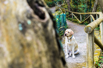 Un perro Labrador en un sendero