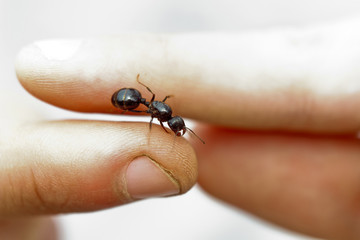shiny large black ant cervix close-up. crawling insect in human hands macro top view