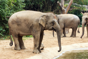 A large, clumsy elephant