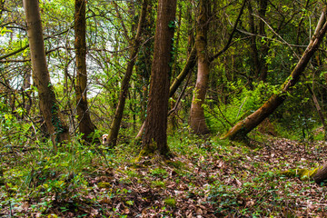 Un perro escondido en el bosque