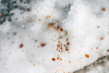 Transition from winter to spring. Leaves on the ice and snow, close-up.