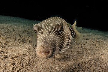 Arothron fish in the Red Sea Colorful and beautiful, Eilat Israel © yeshaya
