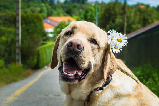 Retrato de un elegante perro Labrador