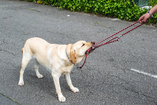 Perro muerde y tira de la correa