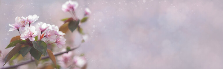 Vertical spring banner with blooming apple tree. Blurred background, delicate colors, copy space.