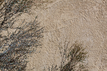 Background of rough textured stucco wall with eucalyptus leaves foreground, horizontal aspect