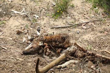 Überfahrenes Känguruin Australien