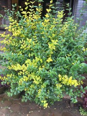Fototapeta na wymiar All Naturethins green yellow plants Nepal 