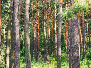 Coniferous forest in sunlight in summer. Pine tree trunks with lush foliage
