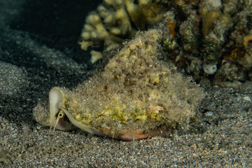 Fish swim in the Red Sea, colorful fish, Eilat Israel