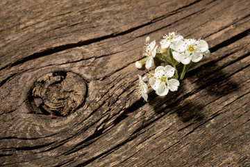 from the wide gap in the old board got a sprout with flowers, the concept of finance