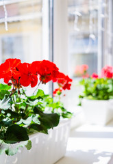 Red geranium flowers on windowsill at home balcony window