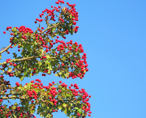Hawthorne berries