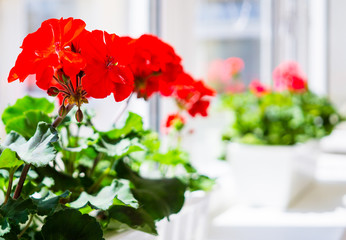 Red geranium flowers on windowsill at home balcony window