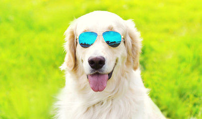 Portrait close-up Golden Retriever dog in sunglasses on grass in sunny summer day