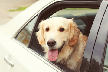Young Golden Retriever dog sitting in car looking out the window