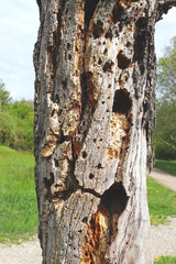 tree trunk, hollowed out