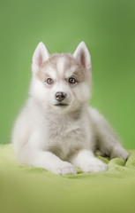 Husky puppy on a green background