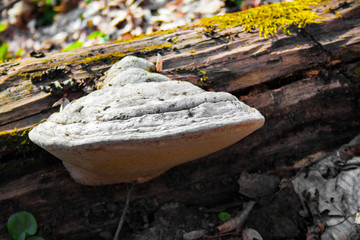 Fomes fomentarius (commonly known as the tinder fungus) on fallen tree trunk