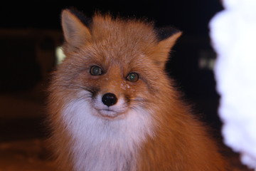 red fox