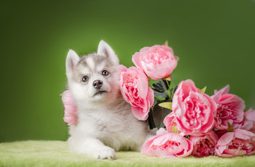Husky puppy on a green background