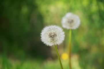 Nahaufnahme einer Pusteblume mit gr&uuml;nem Bokeh im Hintergrund