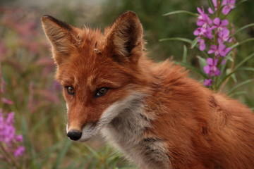 red fox