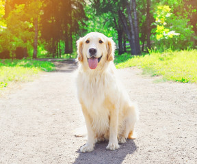 Happy Golden Retriever dog sitting in park on sunny summer day