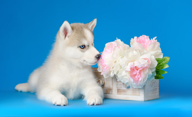 Husky puppy on a blue background