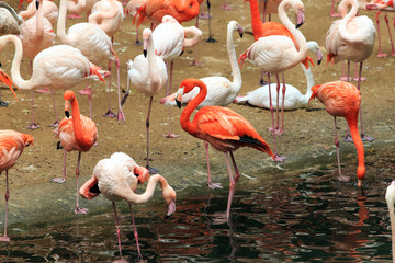 A flock of flamingos