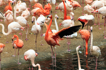 A flock of flamingos