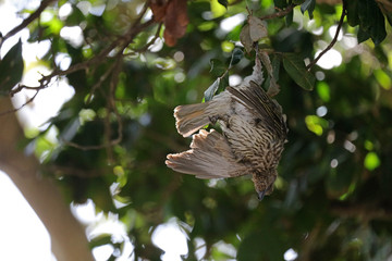 Vogel tot in einem Baum erhängt