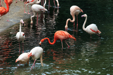 A flock of flamingos
