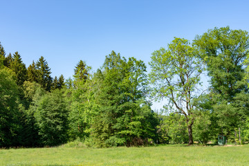 Fototapeta na wymiar Scenic spring landscape with green fields