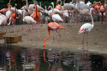 Fototapeta na wymiar A flock of flamingos