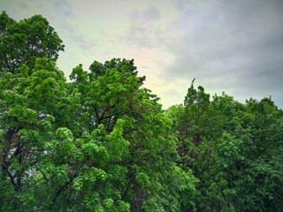 trees and blue sky