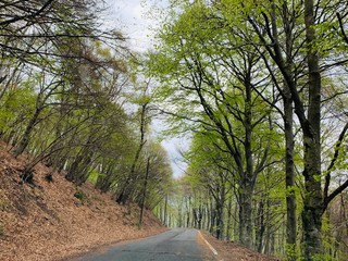 Road in the mountain forest. Autumn or spring