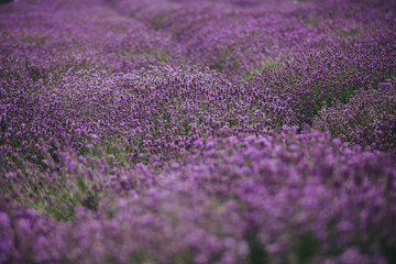 Fototapeta na wymiar Lavender field in Provence, France. Blooming Violet fragrant lavender flowers. Growing Lavender swaying on wind over sunset sky, harvest.