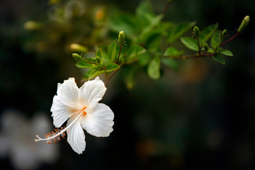 White Chinese Rose, Shoe flower or a flower of white hibiscus - 266300947