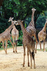 Naklejka na ściany i meble Giraffes in the zoo